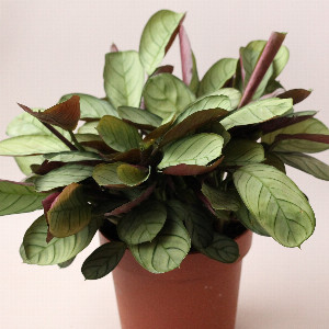 Ctenanthe "Amagris" in a Pot with delivery Saint Petersburg