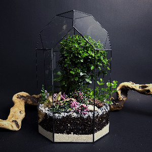 Florarium "Tree of Happiness" with delivery Moscow