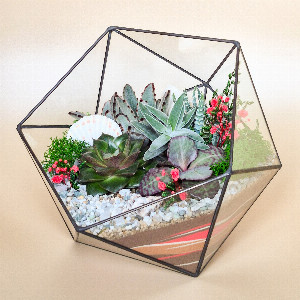 "Enchanted Shell" Terrarium with delivery Saint Petersburg
