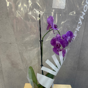 Орхидея "Фиолетовый шёлк"