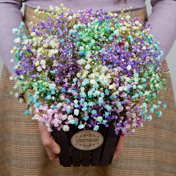 Colored gypsophila - 11, Oasis, Film, Wooden pot