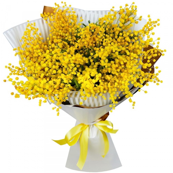 Mimosa - 6, Wrapping Paper, Ribbon