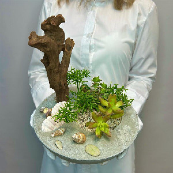 "Coral Island" composition of succulents in concrete