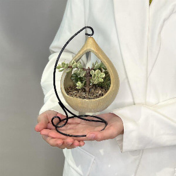 Succulents and cacti in a stylish flowerpot "Lanterns"
