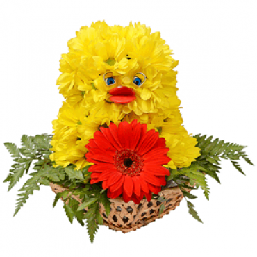 Sunny chicken