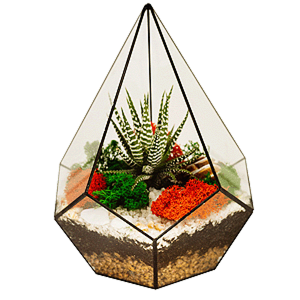 Haworthia Florarium