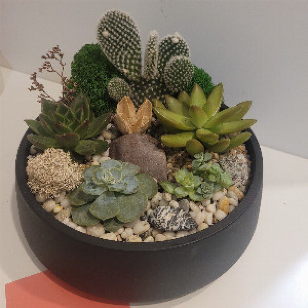 Green Charm Terrarium