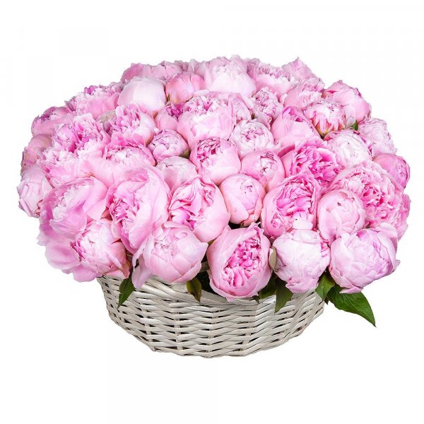 Композиция "Корзина из 51 нежного пиона" с пионами