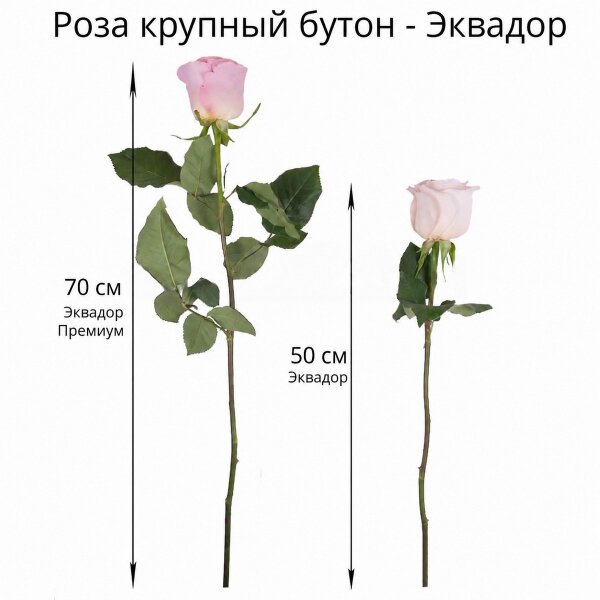 Роза Эквадор розовая и желтая 50 см - 9, Современная упаковка
