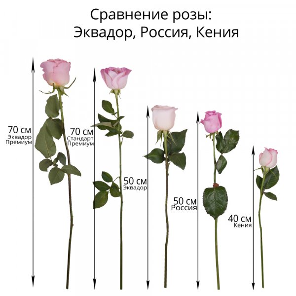 Роза Эквадор розовая и желтая 50 см - 9, Современная упаковка