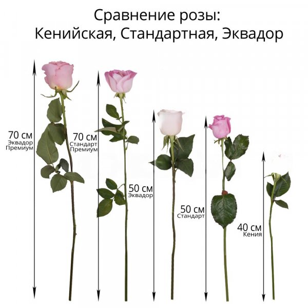 Роза Эквадор розовая и желтая 50 см - 7, Современная упаковка